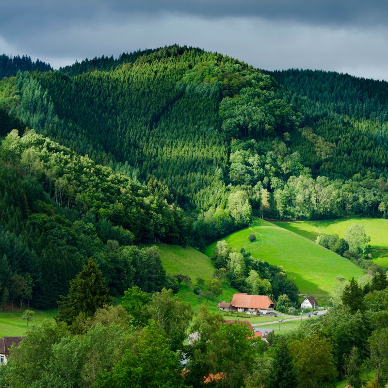 Join a full-day Guided Tour to the magical Black Forest to experience local traditions and the vibrant Christmas mood, OR: Join A Guided Tour to explore Freiburg’s medieval city center, sheltered by the Black Forest amid vineyards and gardens of the Upper Rhine Valley.