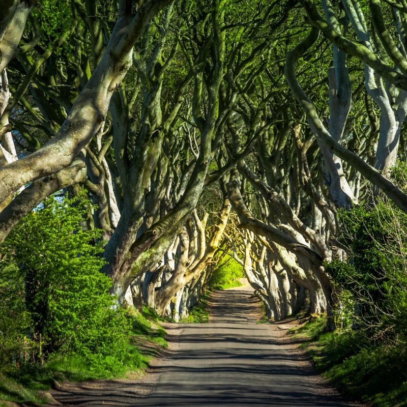 During your Highlights of Ireland tour with Red Orchid Travel, you will travel along the coast towards Northern Ireland to Belfast, but before you arrive there, the tour will stop for lunch in the historic city of Derry, then visit the mysterious Dark Hedges.