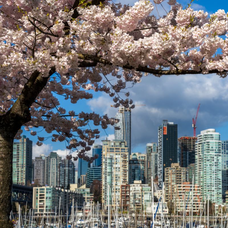 The Rocky Mountaineer adventure with Red Orchid Travel will finish its tour in Vancouver.