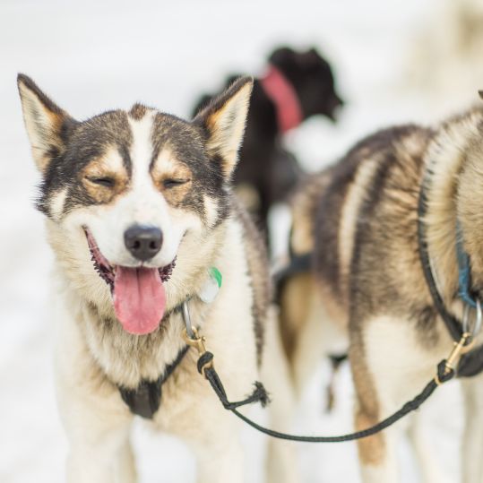face of dog sled