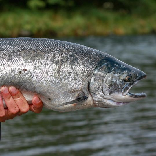 man holding a salmon