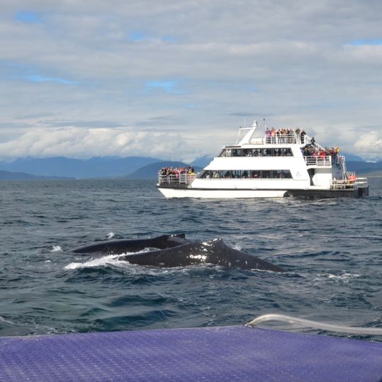 whales breaking water with boat in the background