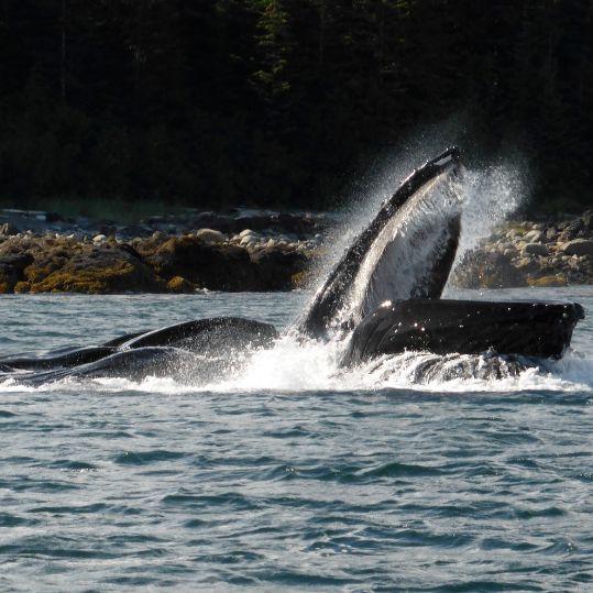 whales coming to eat