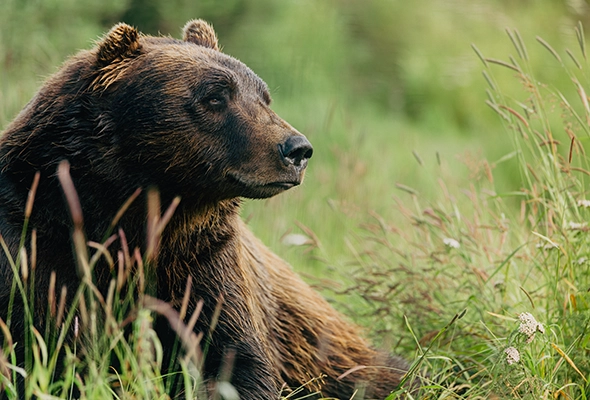 Protected within the Tongass National Forest, Endicott Arm is a haven for wildlife, such as black and brown bears, deer, wolves, harbour seals, mountain goats and a variety of seabirds have been spotted in the area.