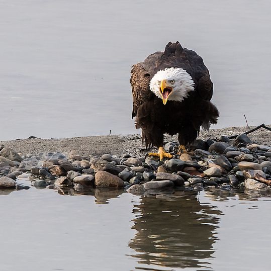 bald eagle near water