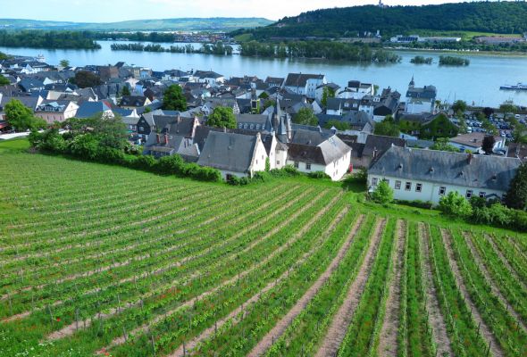 Immerse yourselves in the vines today with a refreshing walk through the vineyards by Rüdesheim