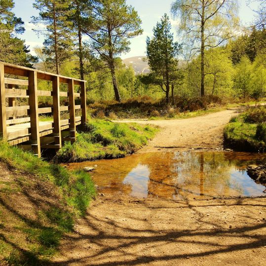 This morning enjoy a panoramic view of Edinburgh before departing the city for the Highlands. Visit Cairgorms National Park and enjoy a CEO-led hike in Glenmore Forest.