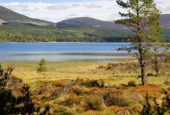 Loch Morlich in Glenmore Forest Park
